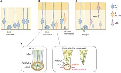 Neuronal Delamination and Outer Radial Glia Generation in Neocortical Development